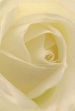 Imagine stepping into a calm morning on Tooting Bec Common and finding a single pristine white rose, its creamy petals curling inwards, inviting you to marvel at its beauty. This intimate perspective allows you to feel the soft, silk-like texture of each petal as it spirals gently toward the heart of the bloom. Pale shades of ivory and lightest lemon merge in soft light, creating soothing shadows that lend the rose graceful depth and quiet drama. There's a serene luminosity, capturing the essence of Tooting Bec's tranquil spirit. This rose is more than a flower-it stands as a pure symbol of reverence and new beginnings, crafted by local hands to express sympathy, admiration, or a gentle promise. The atmosphere of the image, filled with subtle artistry, evokes both the delicate fragrance and the thoughtful intentions behind every bouquet prepared near Tooting Bec station. Whether marking a heartfelt occasion or simply offering comfort, the rose's understated elegance and peace speak volumes without a single word.